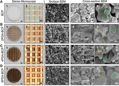 Preparation of BMP-2/PDA-BCP Bioceramic Scaffold by DLP 3D Printing and its Ability for Inducing Continuous Bone Formation